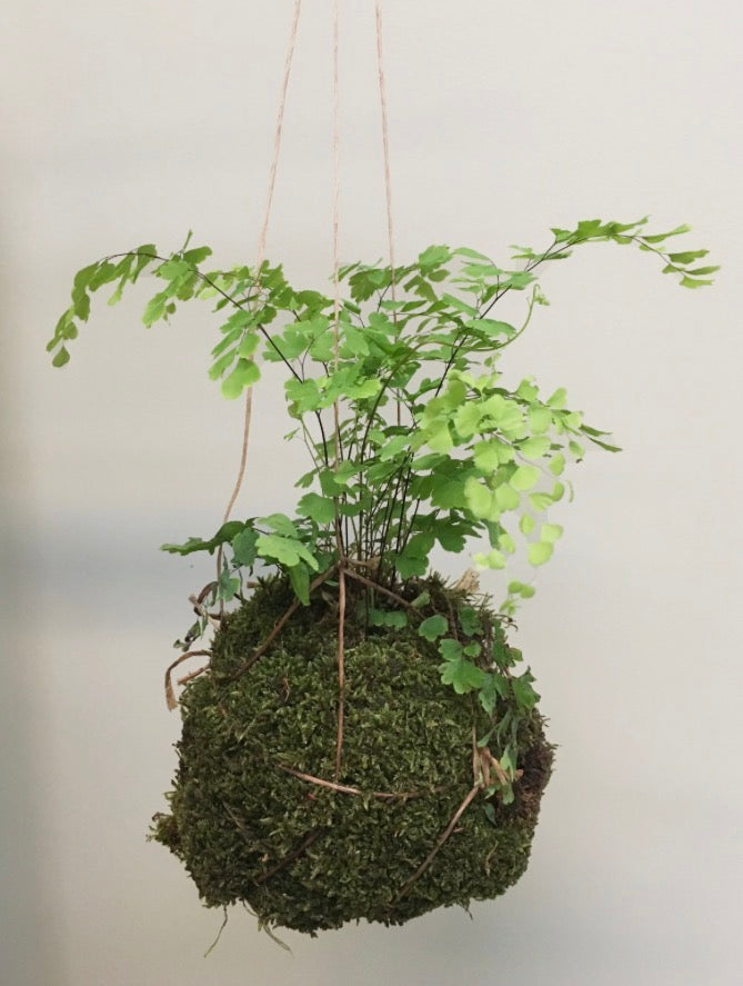 Kokedama Workshop - Wednesday, July 8, 2026 at 6:30pm