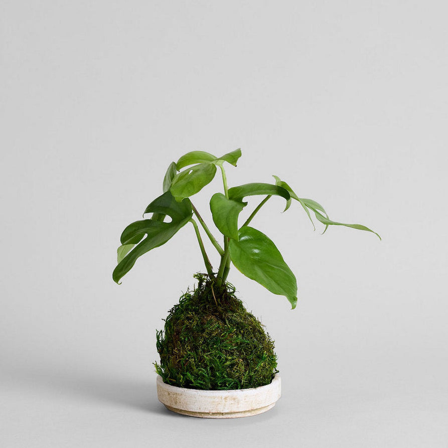 Kokedama Workshop - Wednesday, July 8, 2026 at 6:30pm