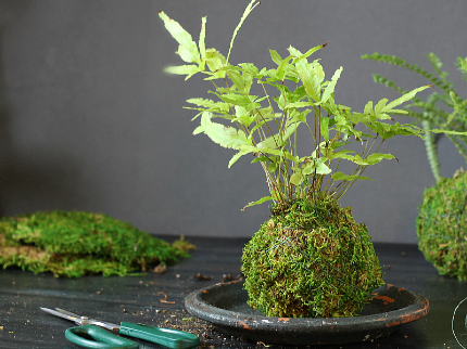 Kokedama Workshop - Wednesday, July 8, 2026 at 6:30pm