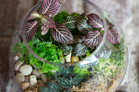 Terrarium Workshop - Wednesday, July 22 at 6:30pm