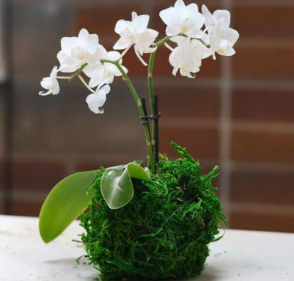 Kokedama Workshop - Wednesday, July 8, 2026 at 6:30pm